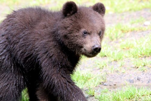 brown bear ursus arctos kamchatka bear