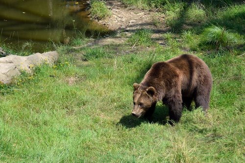 brown bear  animal park  bear