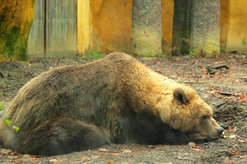 brown bear  zoo  predator