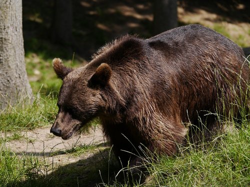 brown bear  bear  nature