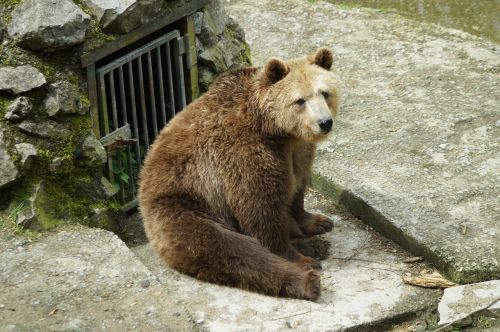 brown bear zoo bear