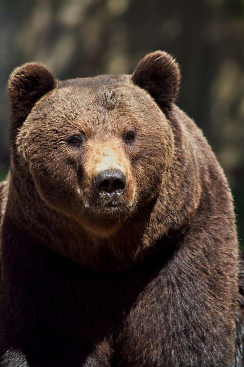brown bear animal bear