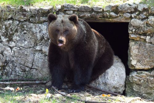 brown bear bear animal