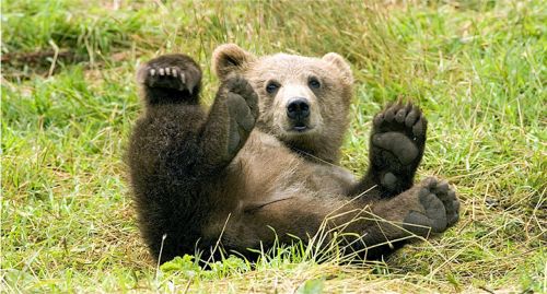 brown bear cub playing