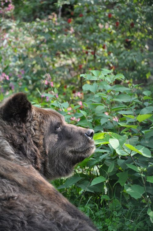 brown bear bear animal