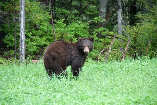brown bear canada national park