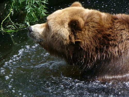 brown bear head water