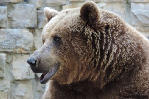 brown bear zoo bear