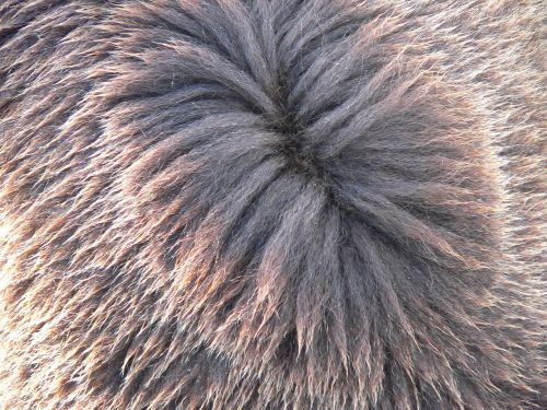 brown bear bear hair