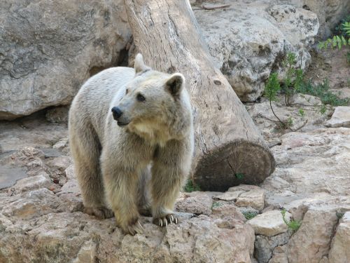 brown bear rocks zoo