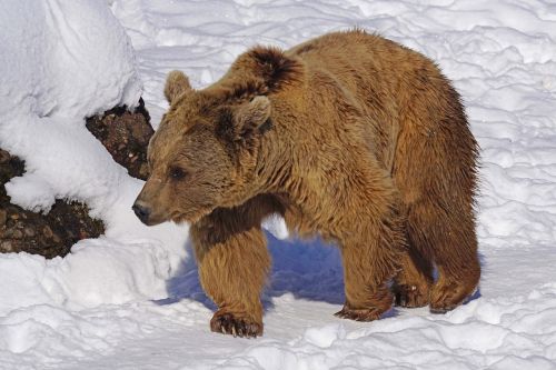 brown bear nature park bear enclosure