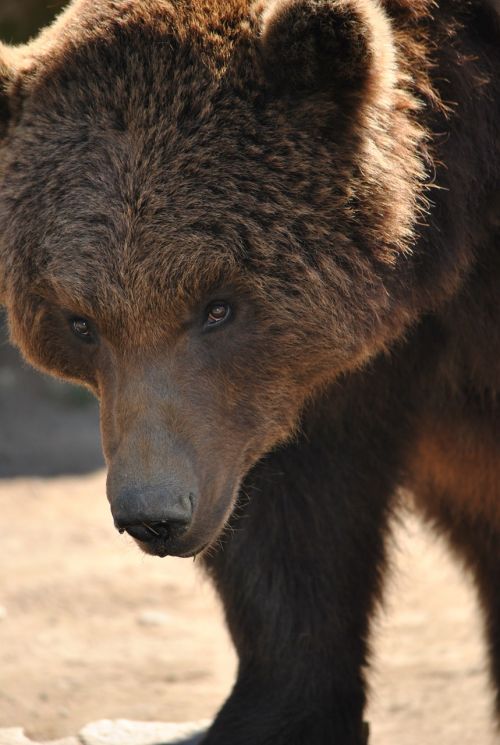 brown bear animal portrait zoo