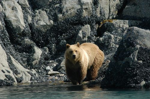 brown bear adult portrait