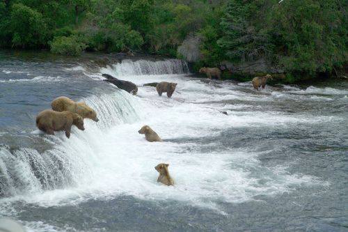 brown bears fishing water