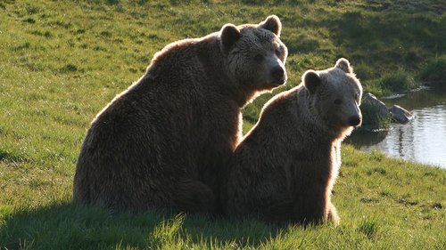 brown bears  the scandinavian wildlife park  kolind