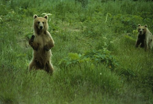 brown bears wildlife nature