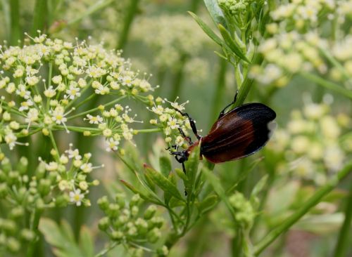 Brown Bug On Plant