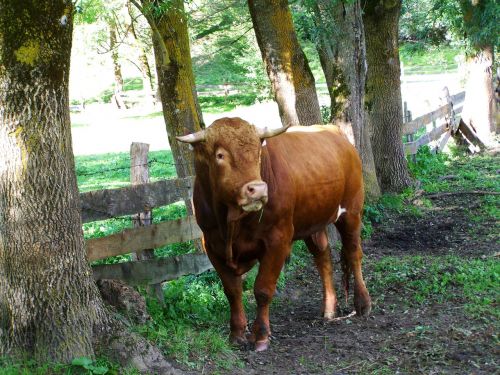 brown bull cattle animal