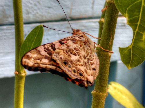 Brown Butterfly