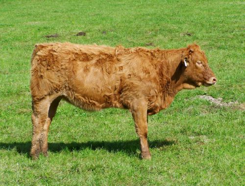 brown calf cattle green pastures