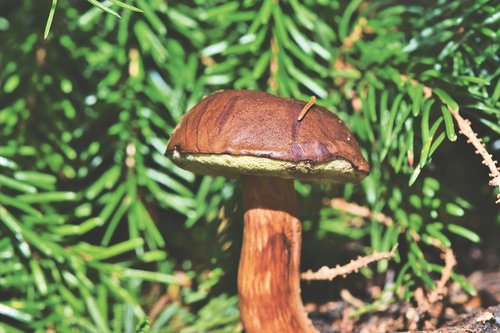 brown cap  mushroom  forest mushroom