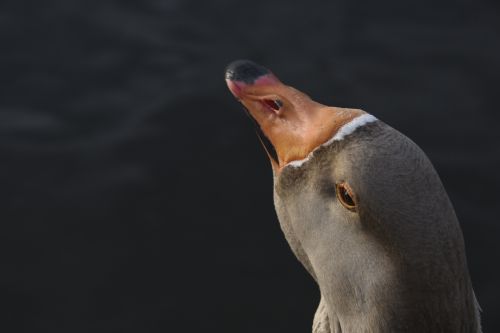 Brown Chinese Goose Portrait