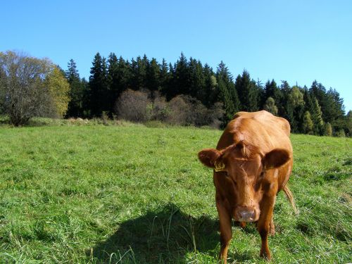 Brown Cow