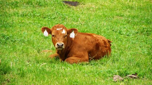 brown cow pet sitting cattle