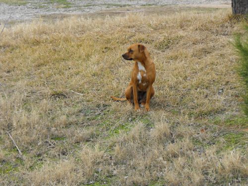 Brown Dog