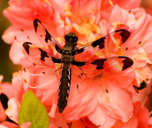 brown dragonfly plathemis lydico insect