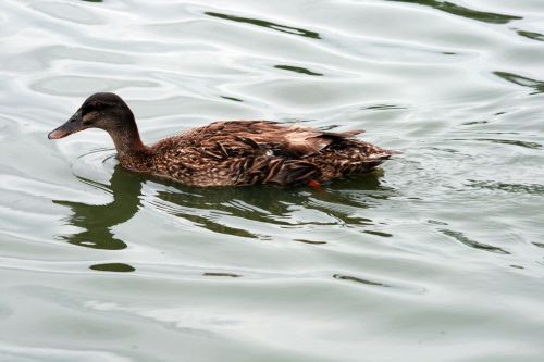 Brown Duck On Pond