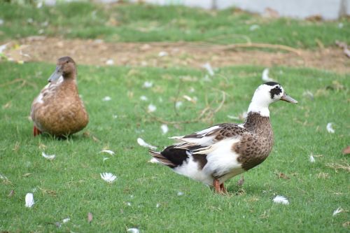 brown ducks perching bird