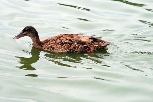 Brown Female Duck On Pond