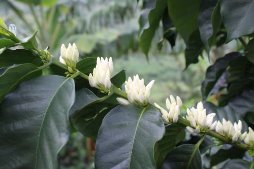 brown flower coffee free image