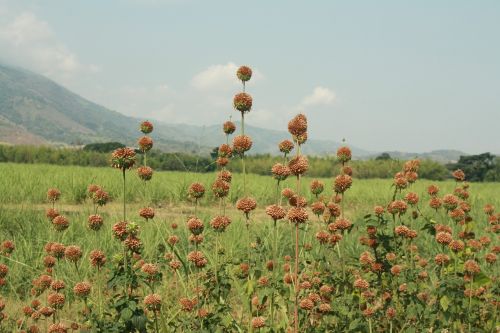 brown flower landscape plant