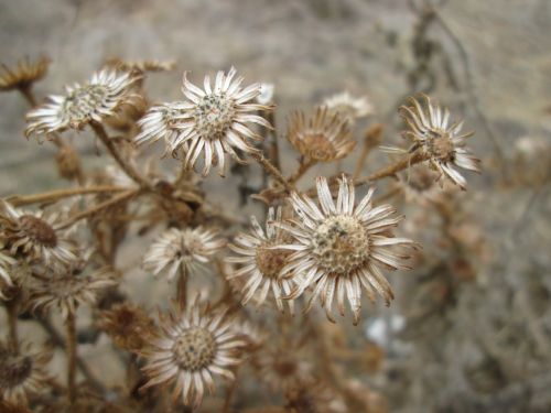 Brown Flower Macro 2