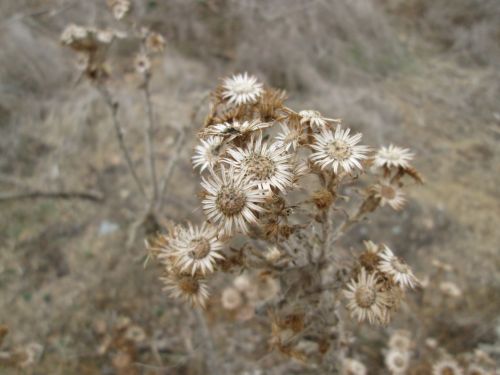 Brown Flower Macro 4