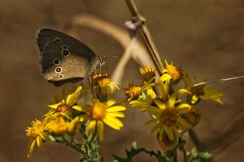 brown forest bird  chimney sweep  butterfly