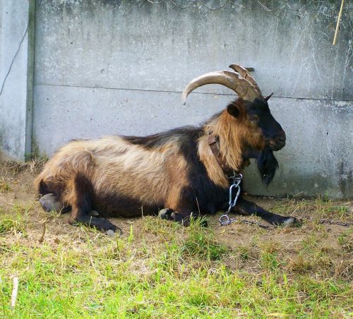 brown goat buck ruminating goat resting male goat
