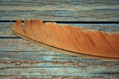 Brown Goose Feather