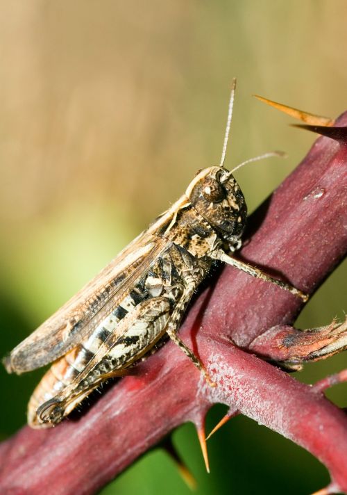 brown grasshopper chorthippus brunneus glyptobothrus brunneus