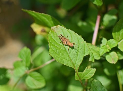 brown grasshopper chortophaga viridifasciata insect