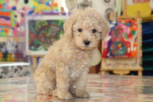 brown hair dog pets