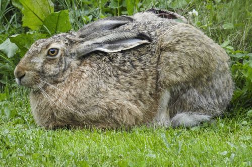 brown hare nature summer
