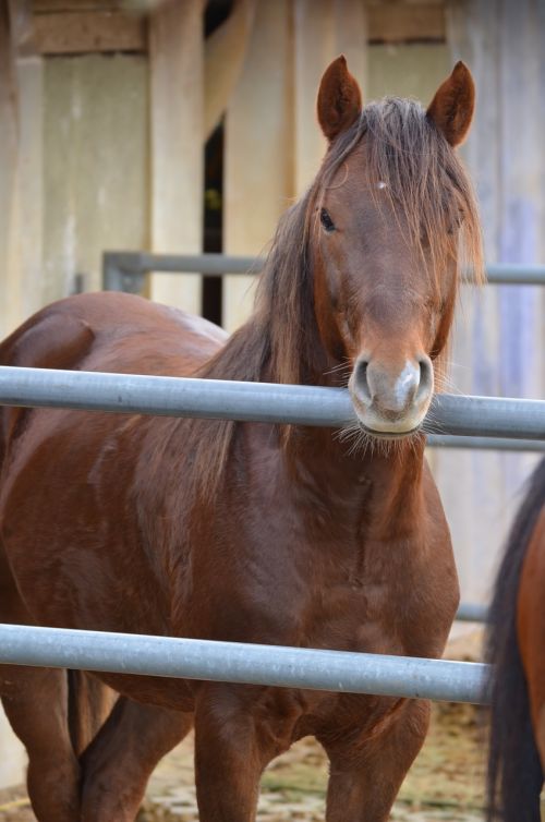 brown horse stallion deckhengst