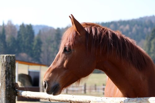 brown horse  neck  animal