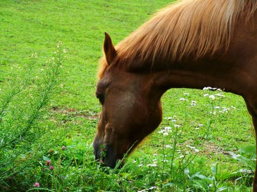 brown horse ungulates animal