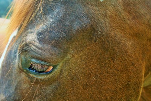 Brown Horse Head Close Up