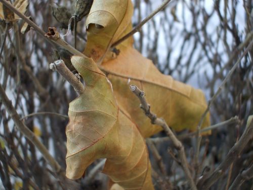 brown leaf leaf november