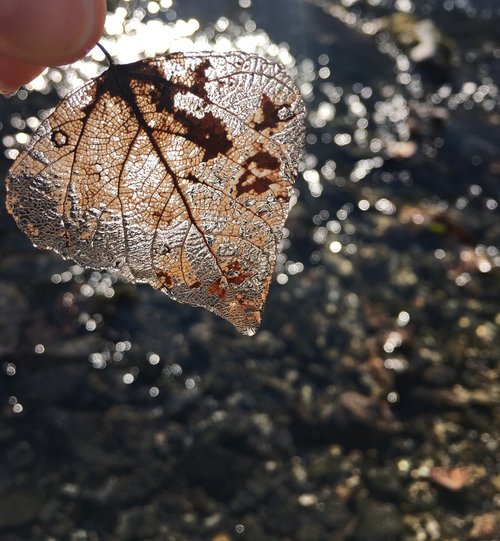 brown leaf  transparency leaf  water